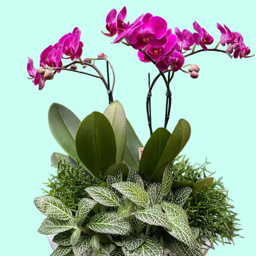 Terrario com Glamour