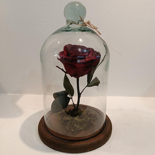 Rosa Encantada Colombiana