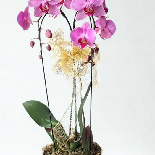 Orquidea Lilas no Vaso
