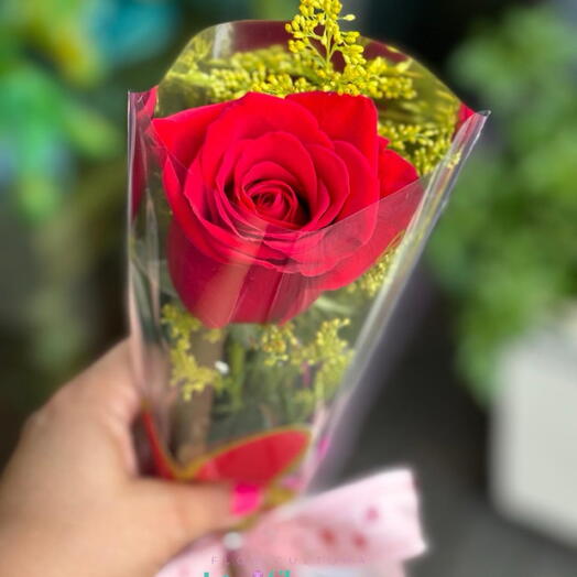 Botão de Rosa com Tango