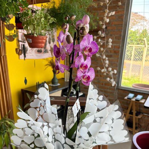 Orquidea Lilas na Caixa