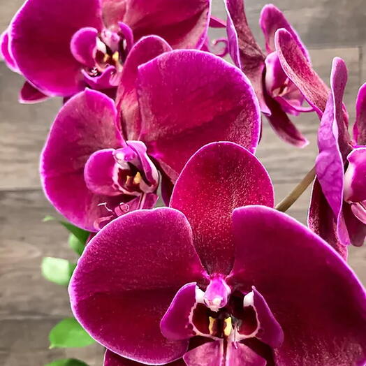 Orquidea Phalaenopsis cascata magenta