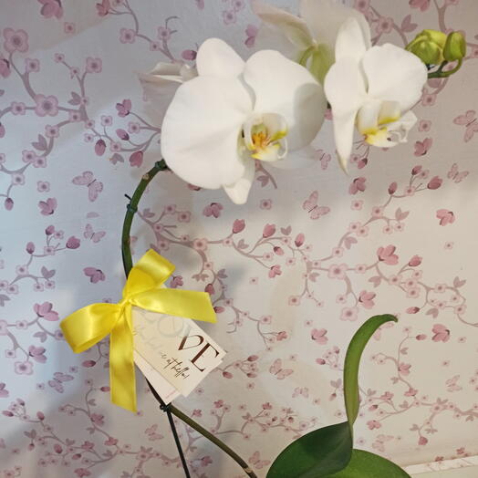 Orquidea Love 🤍