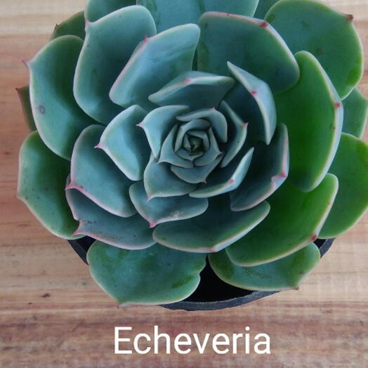 Suculenta Echeveria Imbricata