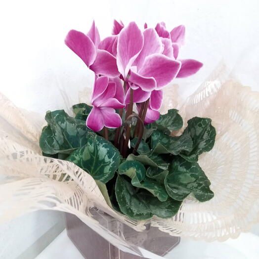 Vaso de plantas Cyclamen pink