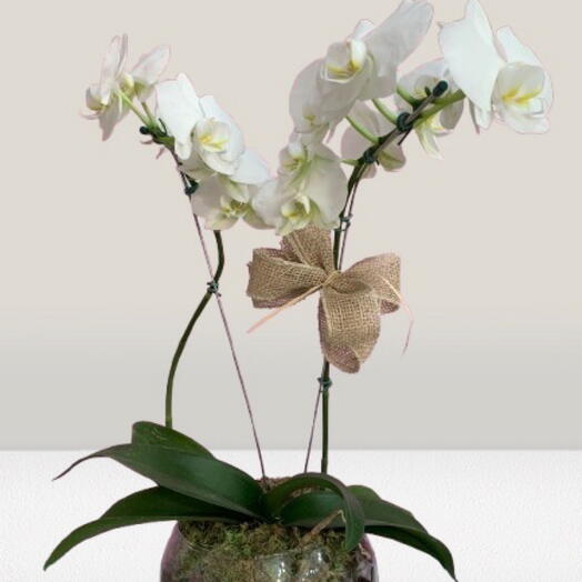 Orquidea com vaso de vidro