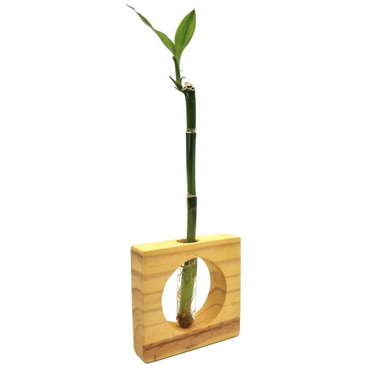 Bambu da Sorte com Vaso de Vidro e Suporte Quadrado