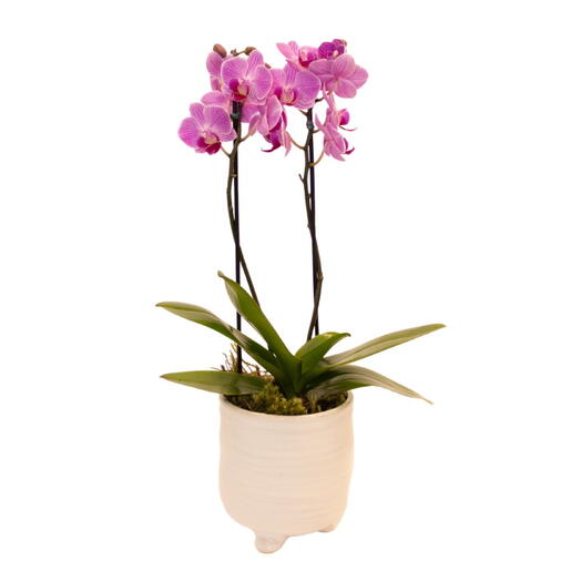 Mini Orquidea no Vaso de Cerâmica Branco