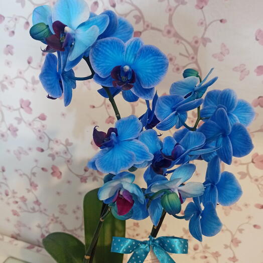 Orquidea azul luxo 💙