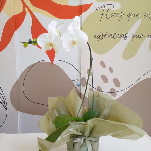 Orquidea branca embalada