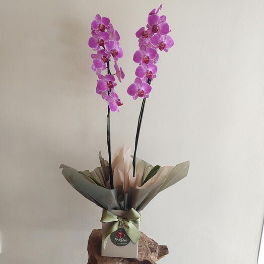 Orquidea Phalaenopsis haste dupla