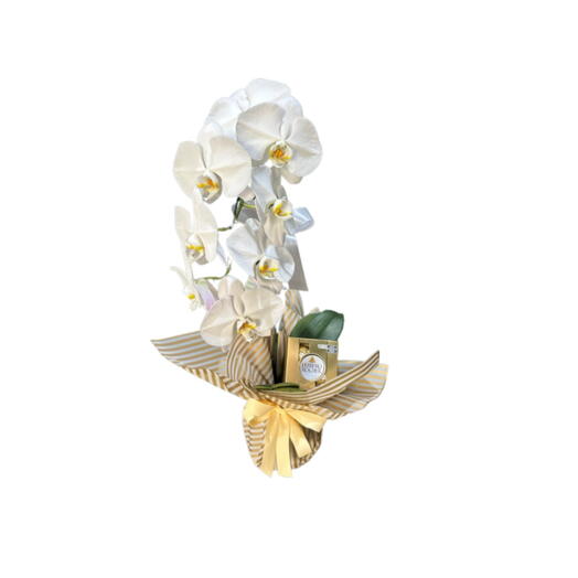 Orquidea Cascata de Luz