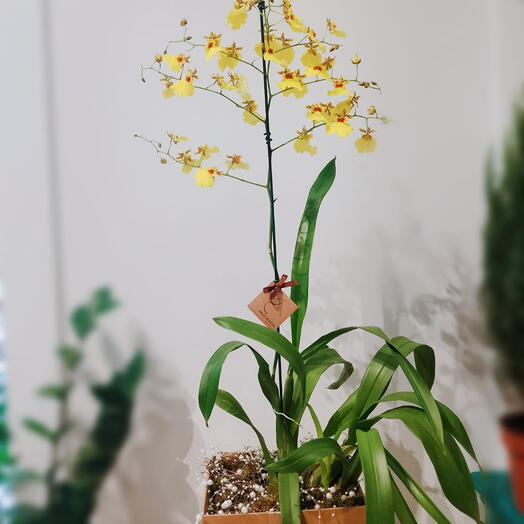 Flores em caixa orquidea chuva de ouro na box de madeira