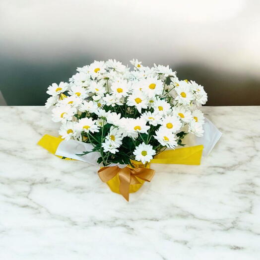 Mini Margaridinha Plantada