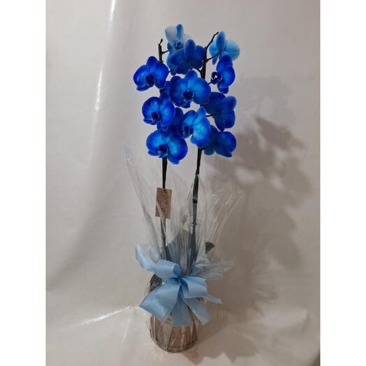 Orquidea Phalaenopsis Azul