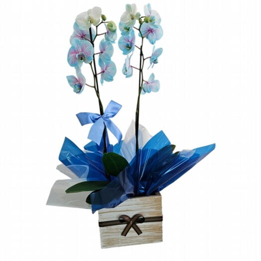 Orquidea Frozen No Cachepot Plantada