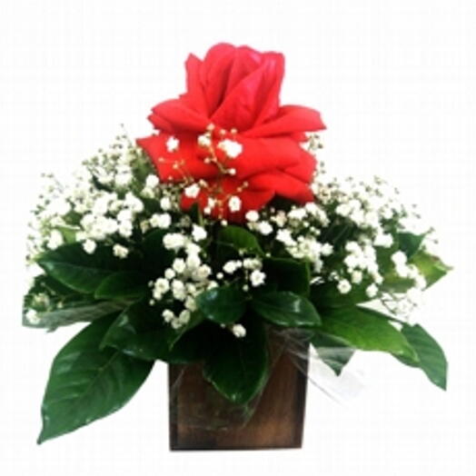 Arranjo de 1 Rosa Colombiana Intimidade