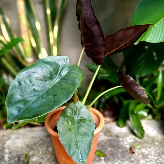 Alocasia Wentii