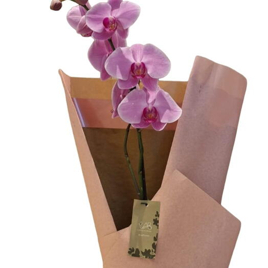 Orquideas premium