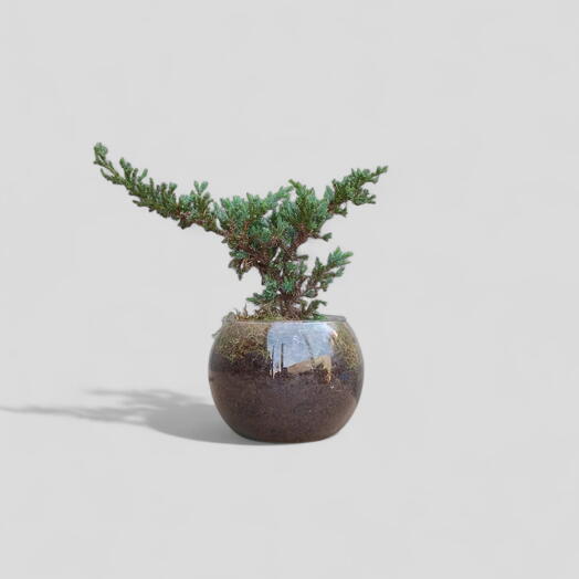 Bonsai de Pinheiro