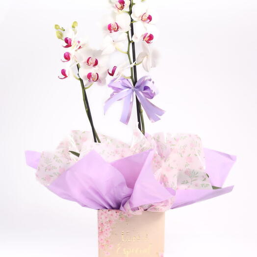 Mini Orquidea Phalaenopsis