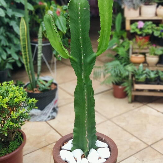 Cactos
