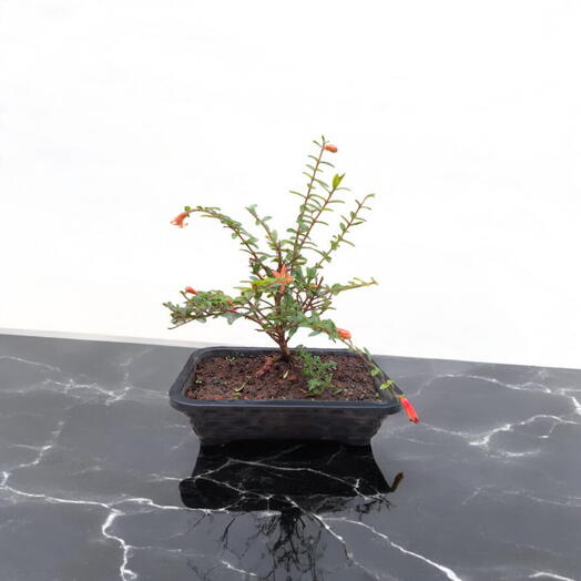 Bonsai de Romã