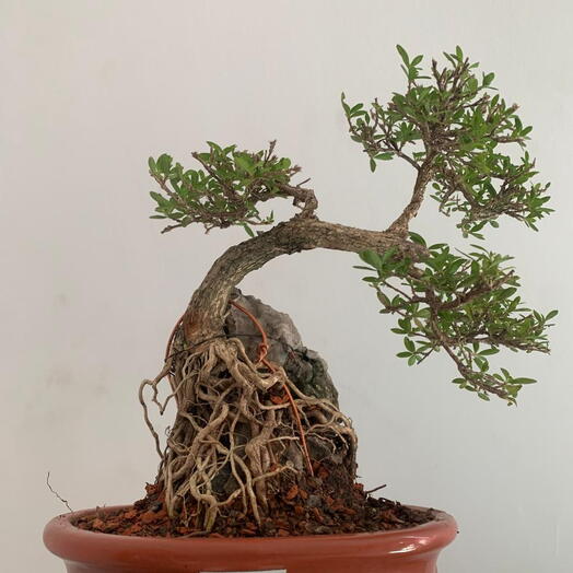 Pre bonsai serissa em pedra