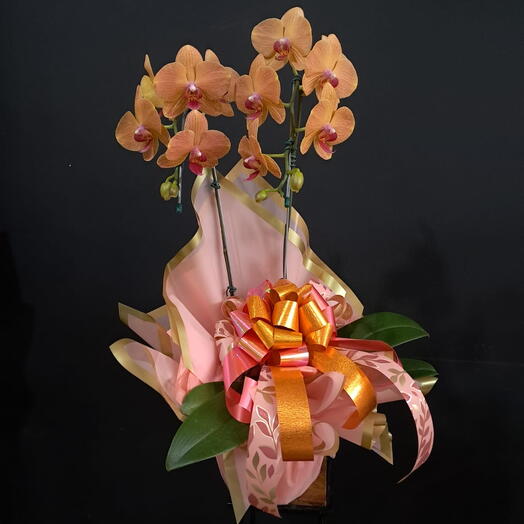 Orquidea Cascata Dupla  Laranja