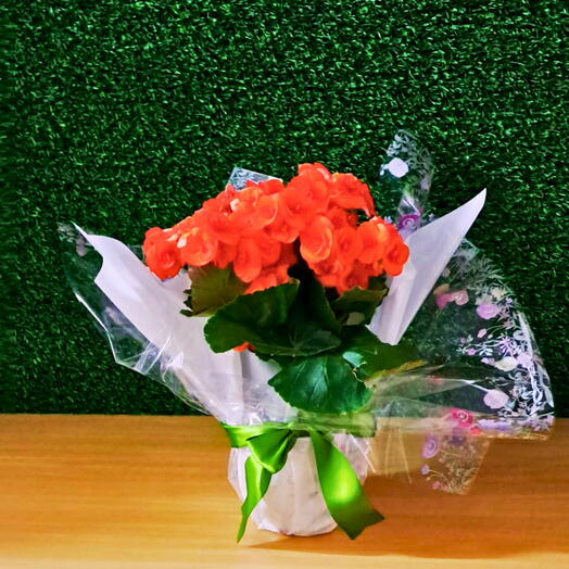 Vaso Metal Branco com Begonias Laranja