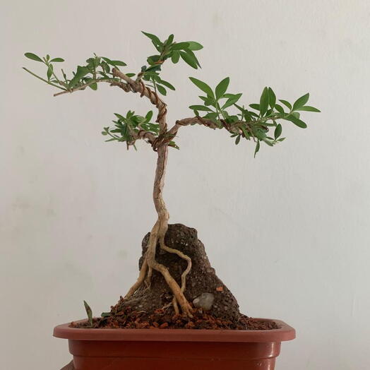 Pre bonsai serissa na rocha