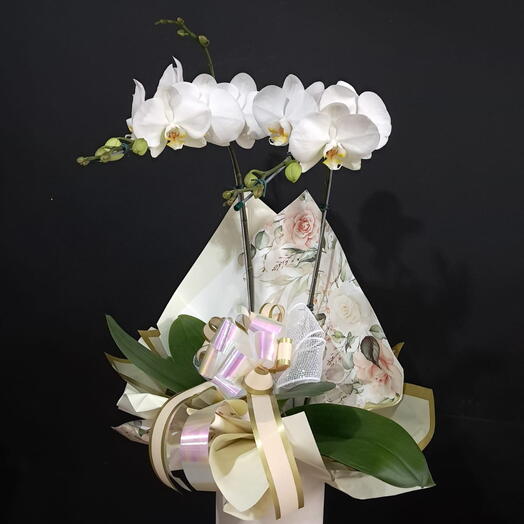 Orquidea Phaleanopsis 2 Hastes