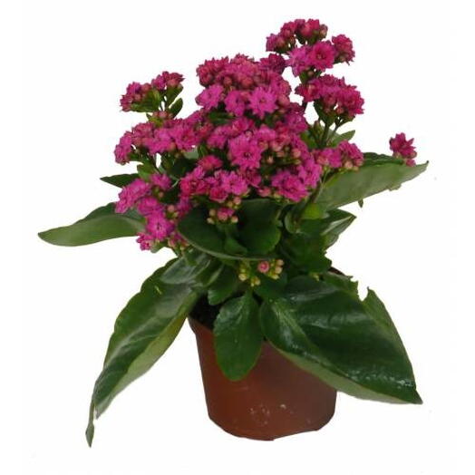 Kalanchoe Magenta