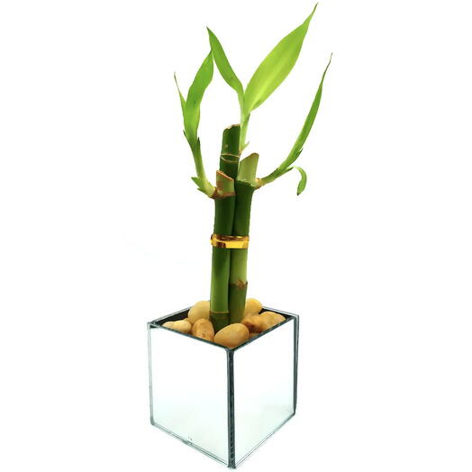 Vaso Espelhado com 3 Hastes de Bambu da Sorte