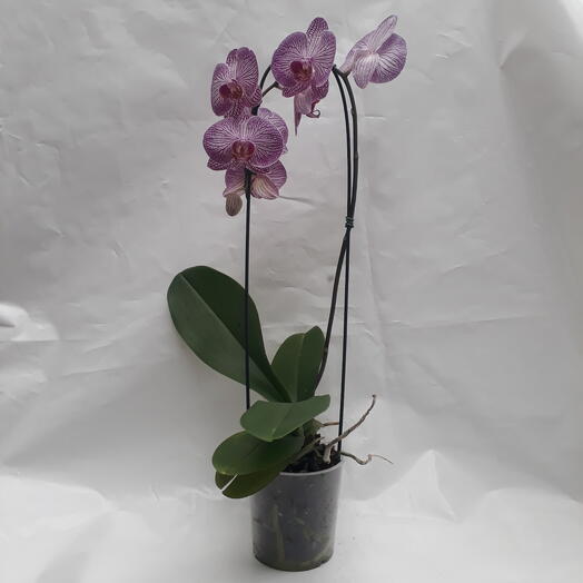 Orquidea Phalaenopsis cascata