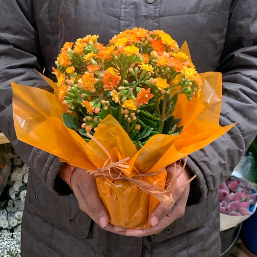 Kalanchoe laranja