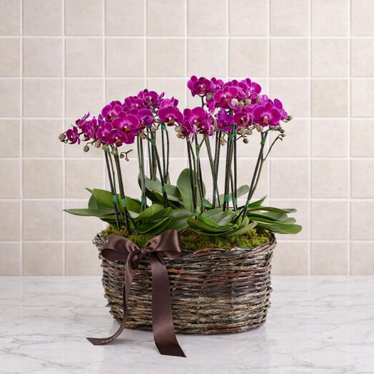 Cesta com 6 Orquideas Phanaenopsis Pink | La Floricultura