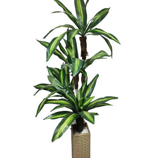 Dracena Brasil Sintetica