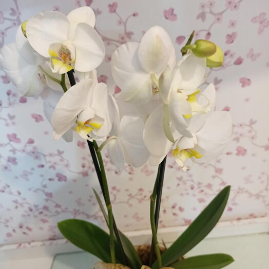 Orquidea Luxo dourado 💛