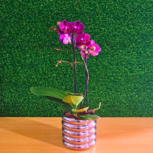 Mini Orquideas Phalaenopsis Roxa Vaso Resina Prateado