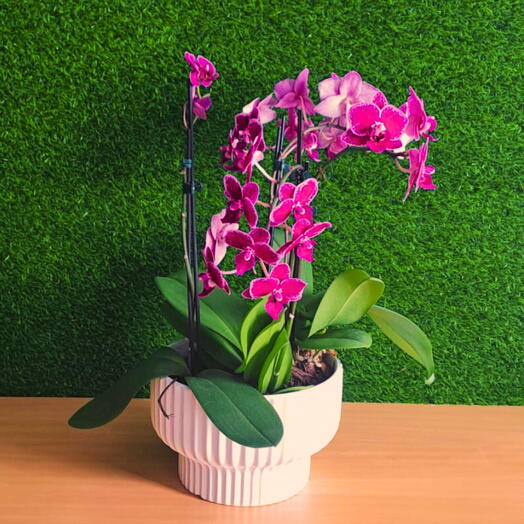 Arranjo com 3 Mini Orquideas Vaso Cerâmica Branco