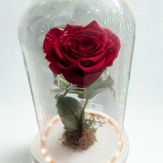 Rosa Encantada- Vermelha - Cupula de Vidro