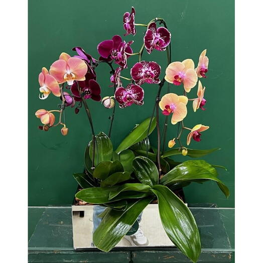 Arranjo Elegância de Orquideas com 4 Hastes