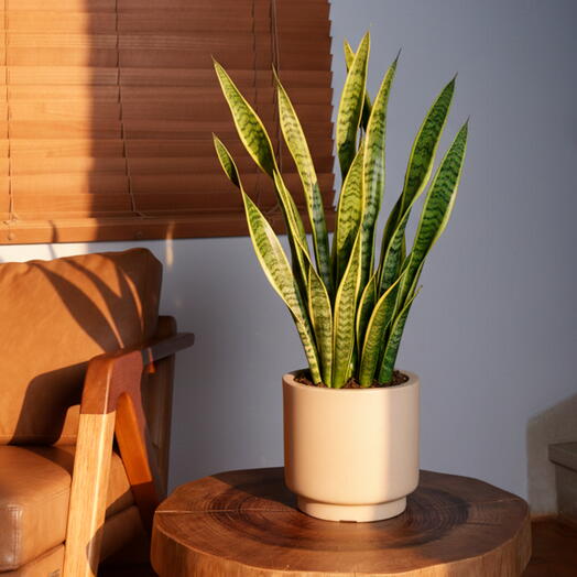 Espada de Santa Barbara em Cachepot