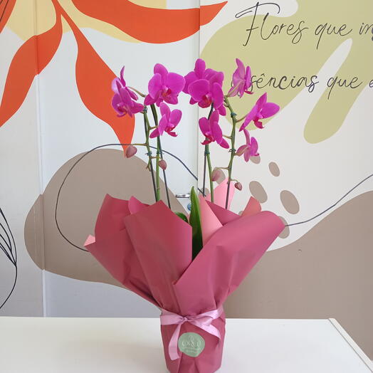 Orquidea roxa embalada