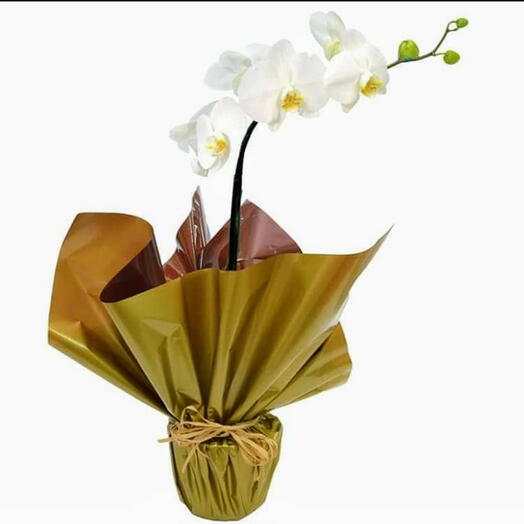 Orquidea