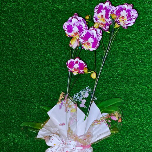 Orquidea Phalaenopsis Roxa Mesclada