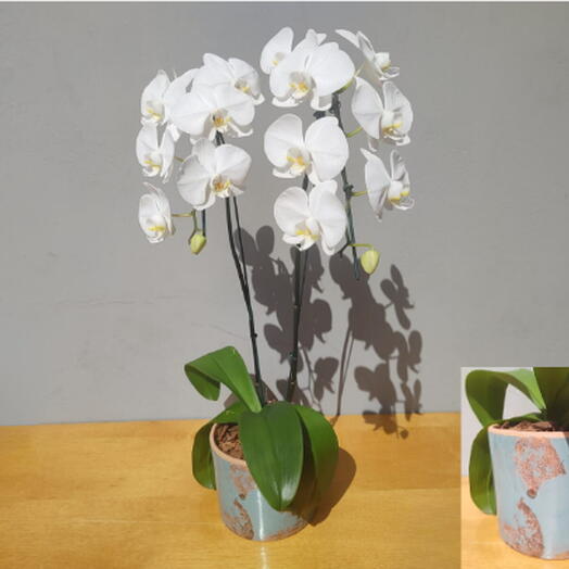 Orquidea Phalaenopsis Premium Branca 2 Hastes no Vaso de Ceramica Tifany