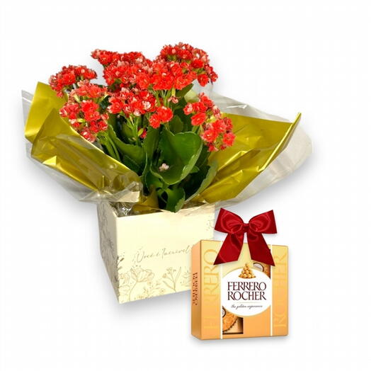 Flor da Fortuna + Ferrero Rocher (4 und.)