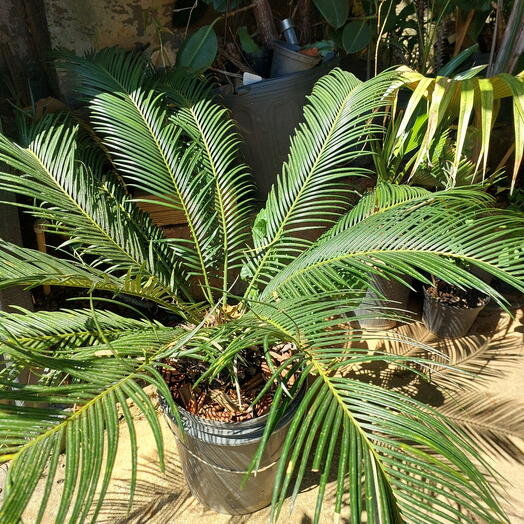 Palmeira Cyca Revoluta